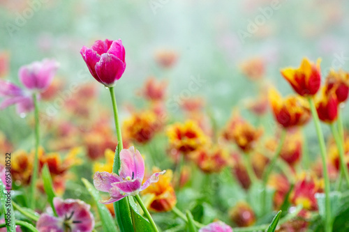 pink tulip in the garden on blurred background © arjan_ard_studio