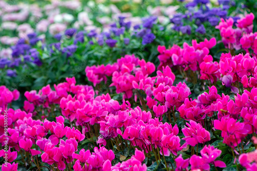 Obraz premium group of pink cyclamen in the garden