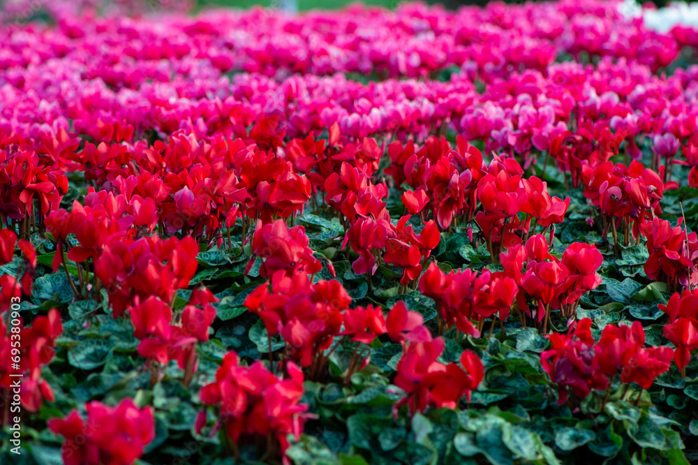 beautiful group of red and pink cyclamen in the garden
