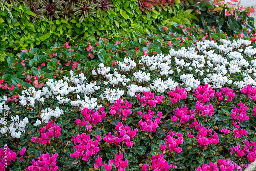 pink and white cyclamen in the garden