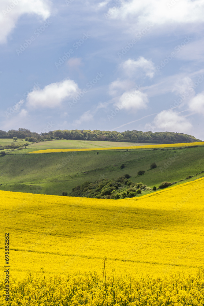 Rapeseed crops growing in the South Downs, on a sunny spring day
