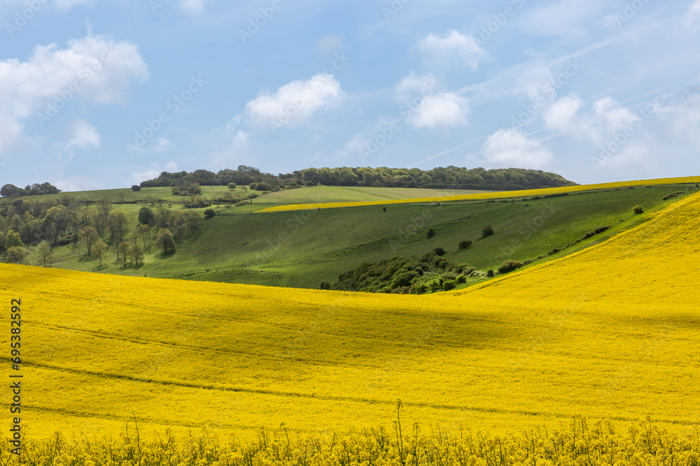 A view over fields of oilseed rape growing in rural Sussex, on a sunny May day
