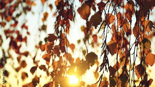 Birch tree branches with dry yellow autumn leaves in sunset photo