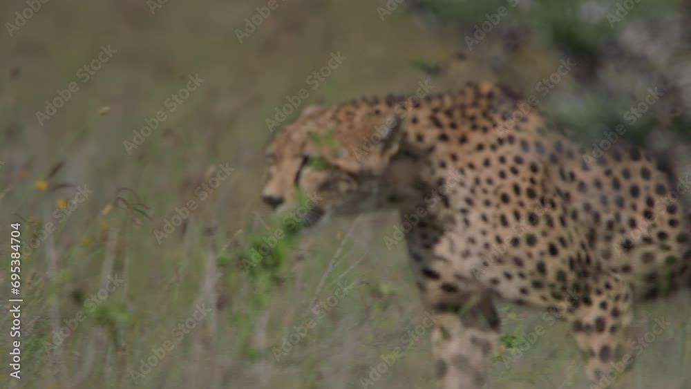 Close up pan of a cheetah (Acinonyx jubatus) walking through the savannah during the morning in Africa. Close up pan of a cheetah (Acinonyx jubatus) walking through the savannah during the morning in Africa.