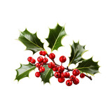 Christmas holly berries with leaves isolated background