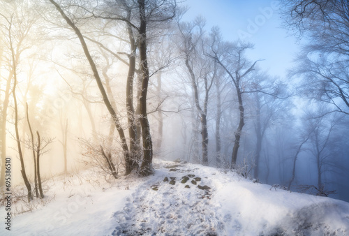 Snow-covered forest in morning fog. Winter landscape with snowy trees at sunrise. Wintry woods in misty conditions at dawn. Frosty winter scene. Enchanting woods. Ethereal winter woods. Snowscape © den-belitsky