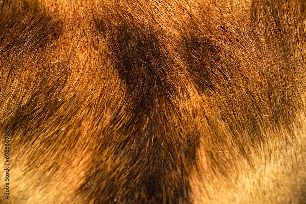 Elegance in Stripes: Close-Up of Majestic Tiger Fur Texture Elegance in Stripes: Close-Up of Majestic Tiger Fur Texture