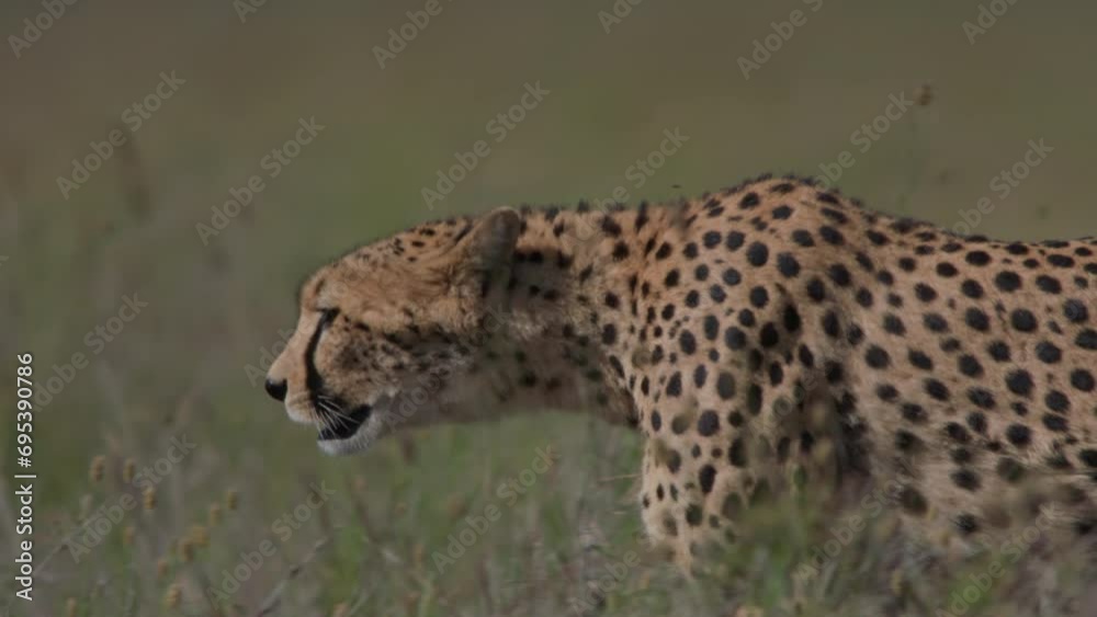 Wide pan shot of a cheetah (Acinonyx jubatus) walking across the savannah during the morning in Africa. Wide pan shot of a cheetah (Acinonyx jubatus) walking across the savannah during the morning in Africa.