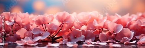 Shallow Dof Fragile Soft Rose Petals , Banner Image For Website, Background, Desktop Wallpaper