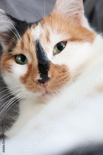 a cute mature tricolor cat lies on a gray blanket