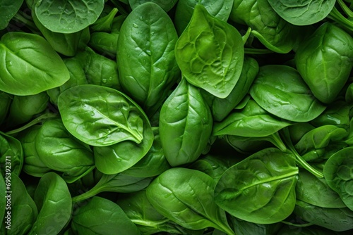  a pile of green spinach leaves with drops of water on the tops of the leaves and the tops of the leaves on the tops of the tops of the leaves.