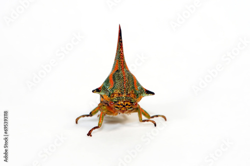 Thorn Bug // Dornzikade  (Umbonia crassicornis) - South America photo