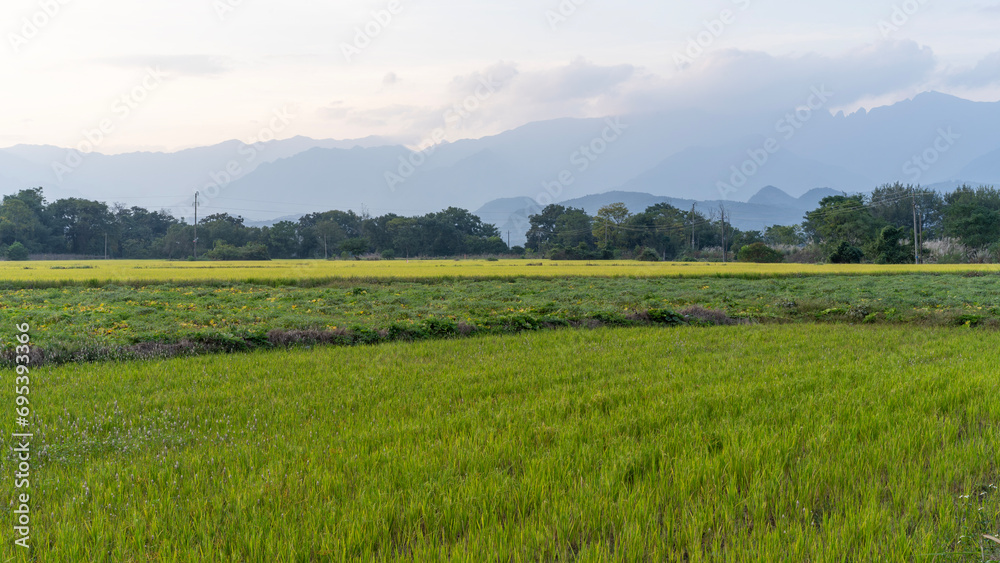 Fototapeta premium rice field in the mountains