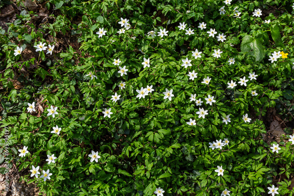 The many white wild flowers in spring forest. Blossom beauty, nature, natural. Sunny summer day, green grass in park. Anemonoides nemorosa The many white wild flowers in spring forest. Blossom beauty, nature, natural. Sunny summer day, green grass in park. Anemonoides nemorosa
