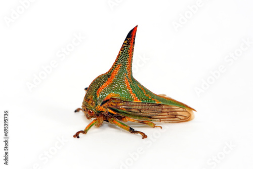Dornzikade // Thorn Bug (Umbonia crassicornis) - Südamerika photo