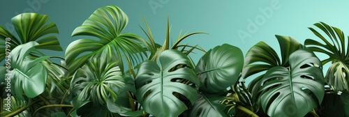 Natural Shiny Monstera Leaves Spray Painted   Banner Image For Website  Background  Desktop Wallpaper