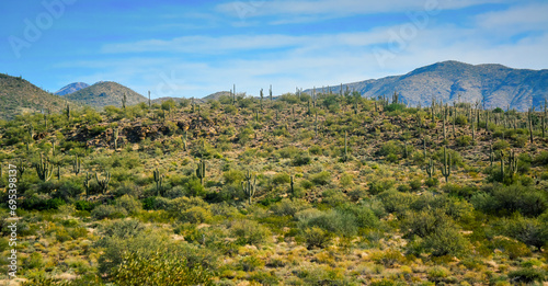 Three Giant Saguaros (Carnegiea gigantea), thickets of giant cacti in the stone desert in Arizona
