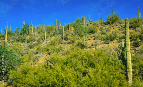 Three Giant Saguaros (Carnegiea gigantea), thickets of giant cacti in the stone desert in Arizona photo