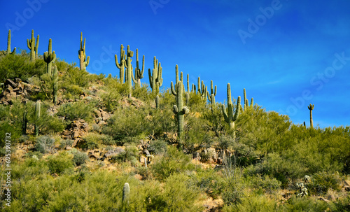 Three Giant Saguaros (Carnegiea gigantea), thickets of giant cacti in the stone desert in Arizona © Oleg Kovtun
