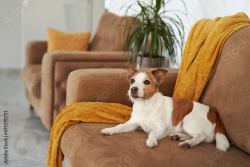A Jack Russell Terrier dog ponders on the couch, amidst cozy home decor. Pet indoors