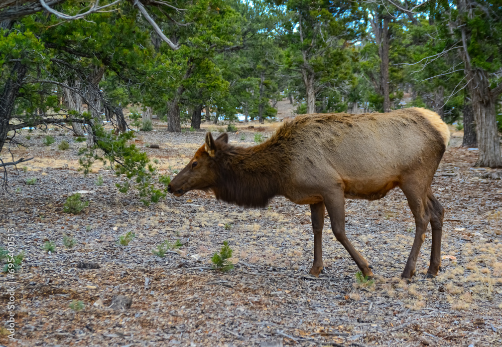 Fototapeta premium Hornless big deer eats dry grass in the Grand Canyon area, Arizona USA