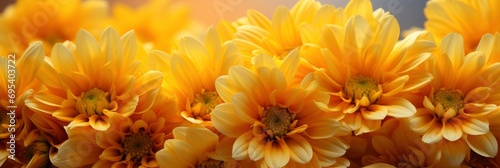 Mystery Chrysanthemum Flower Eye Inside   Banner Image For Website  Background  Desktop Wallpaper