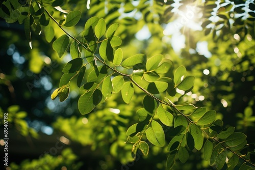  a close up of a leafy tree with the sun shining through the leaves and the sun shining through the trees leaves are green, and the sun is shining through the leaves.