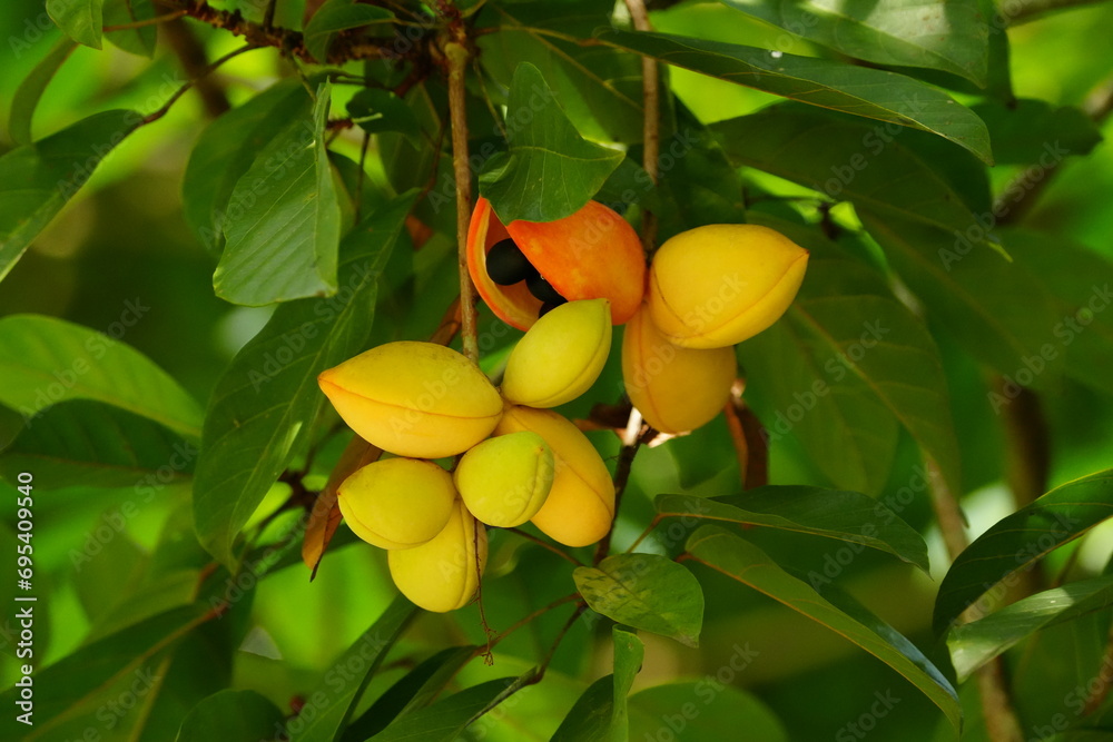 Obraz na plátně Sterculia roxburghiana, also known as Sterculia lanceifolia, is a species of flowering plant in the mallow family (Malvaceae)