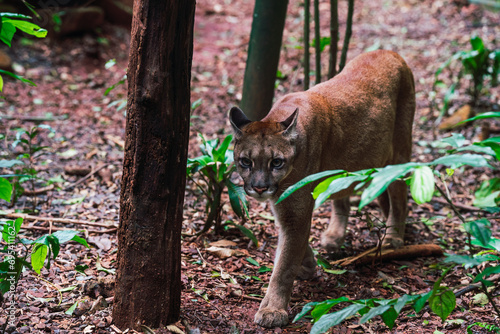 Puma silent walk in the wild in Parana, Brazil rainforest sanctuary photo