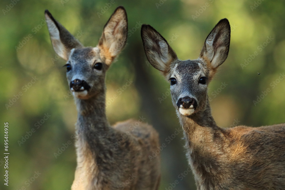 Two alert deer in natural habitat with focused gaze Two alert deer in natural habitat with focused gaze