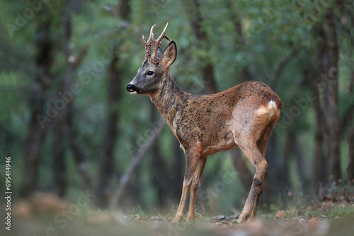 Young deer standing alert in a serene forest