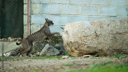 A European lynx in mid-leap next to a large stone in a rabbit farm enclosure, showcasing its agility and natural behavior in a contained habitat within the Sierra Morena region of Jaen photo