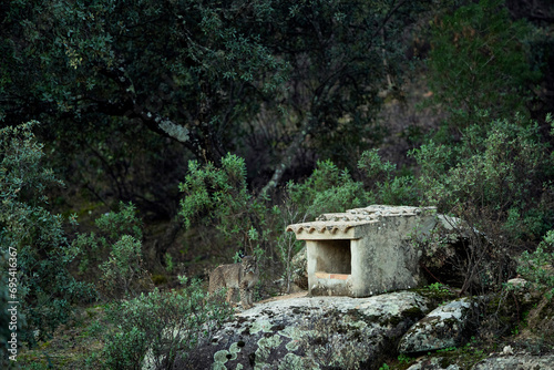 Iberian lynx stands alert on rocky terrain near a traditional stone shelter, blending into the natural environment of the Sierra Morena mountains in Jaen photo