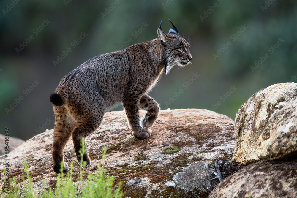 Iberian Lynx in Wild Landscape looking away Iberian Lynx in Wild Landscape looking away
