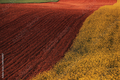 Striking contrast of a bold red plowed field beside a vibrant yellow flowering crop, divided by a curving boundary