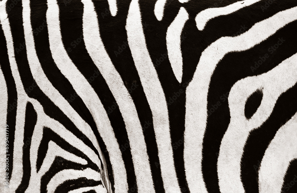 Zebra Stripes Closeup