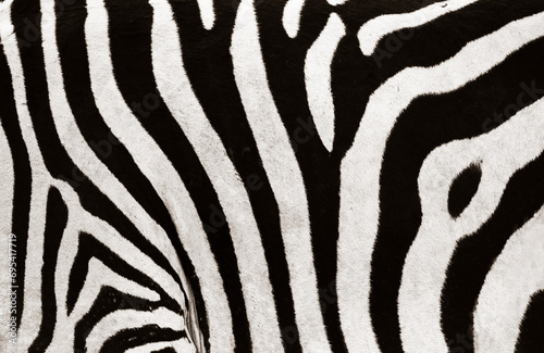 Zebra Stripes Closeup photo