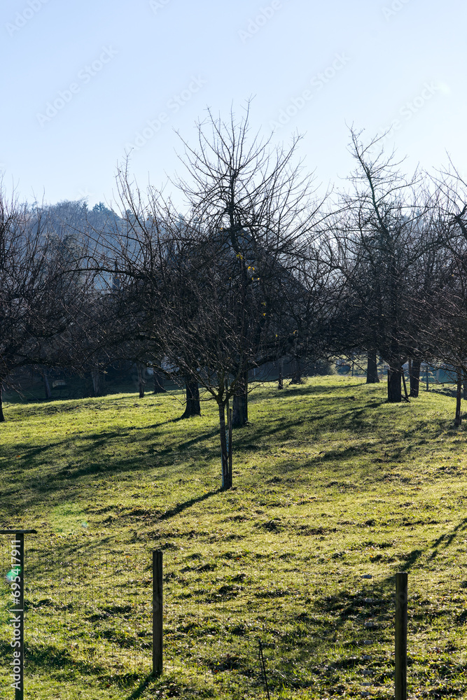 Scenic view of orchard with woodland in the background with lens flare on a sunny late autumn day. Photo taken December 19th, 2023, Zurich, Switzerland.
