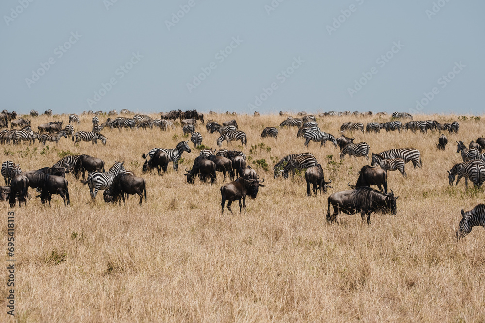 Savanna Herds on the Move Savanna Herds on the Move