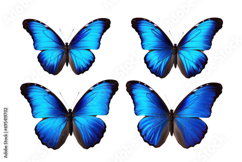 Blue tropical butterfly on a transparent background. Isolated. photo
