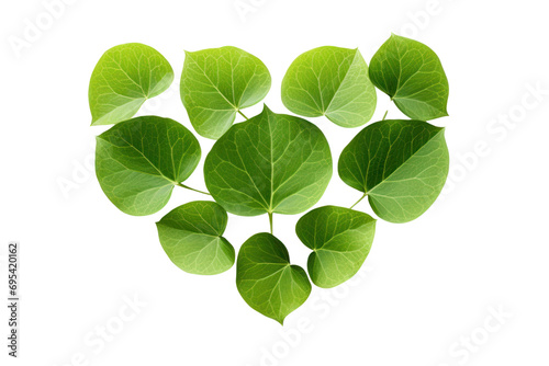 Heart-shaped green leaves on transparent background. Isolated.