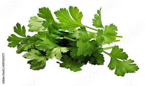 Parsley iisolated on white background. Clipping path included. photo