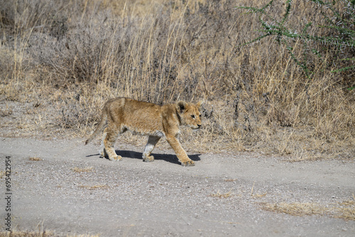 Lion cub walking on the road in Serengeti National Park in Tanzania