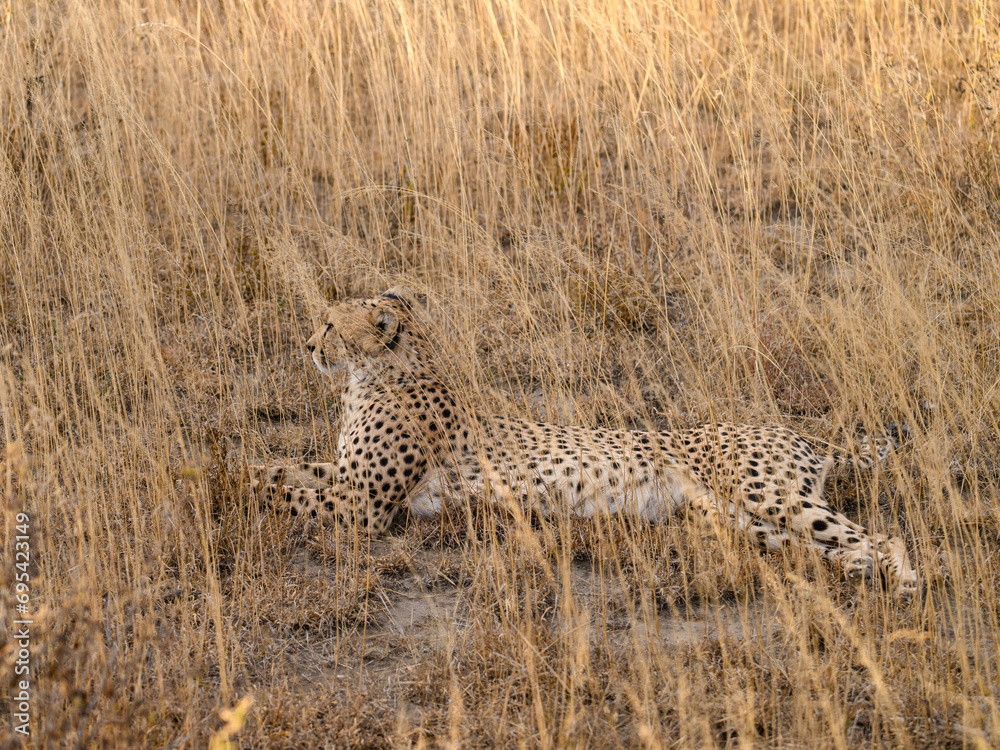 Naklejka premium Cheetah lying down in dry grass in savannah of Tanzania, portrait