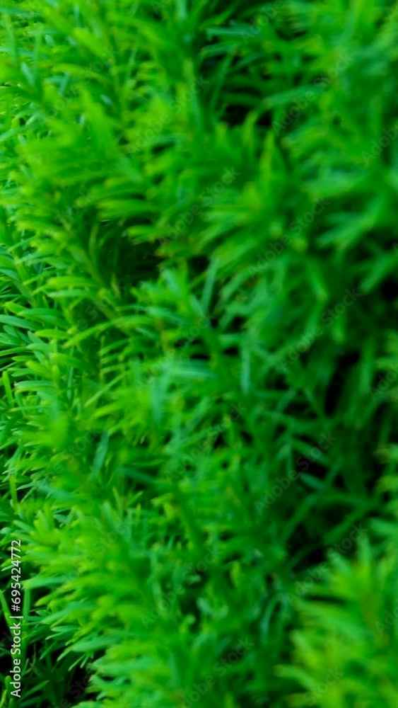 Coniferous wall living carpet The famous gardens of Butchert on Victoria Island. Canada. The Butchart Gardens