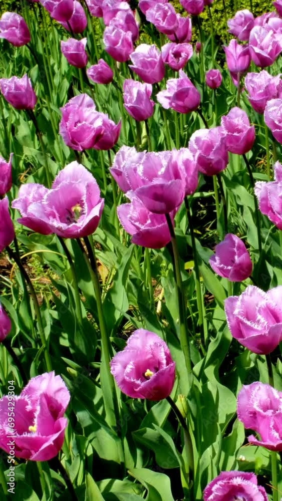 Blooming pink tulips flowerbed in Keukenhof flower garden, also known as the Garden of Europe one of the world largest flower gardens and popular tourist attraction. Lisse, the Netherlands. Camera pan