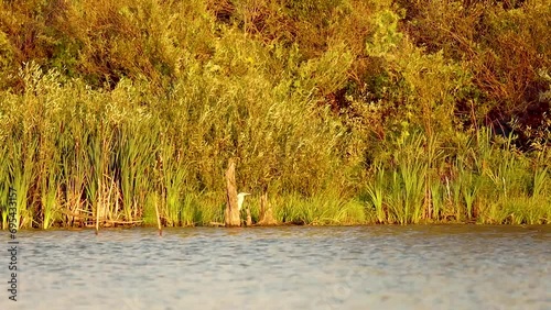 heron on the lake in the reeds photo