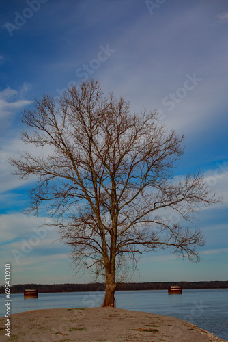 solitary tree