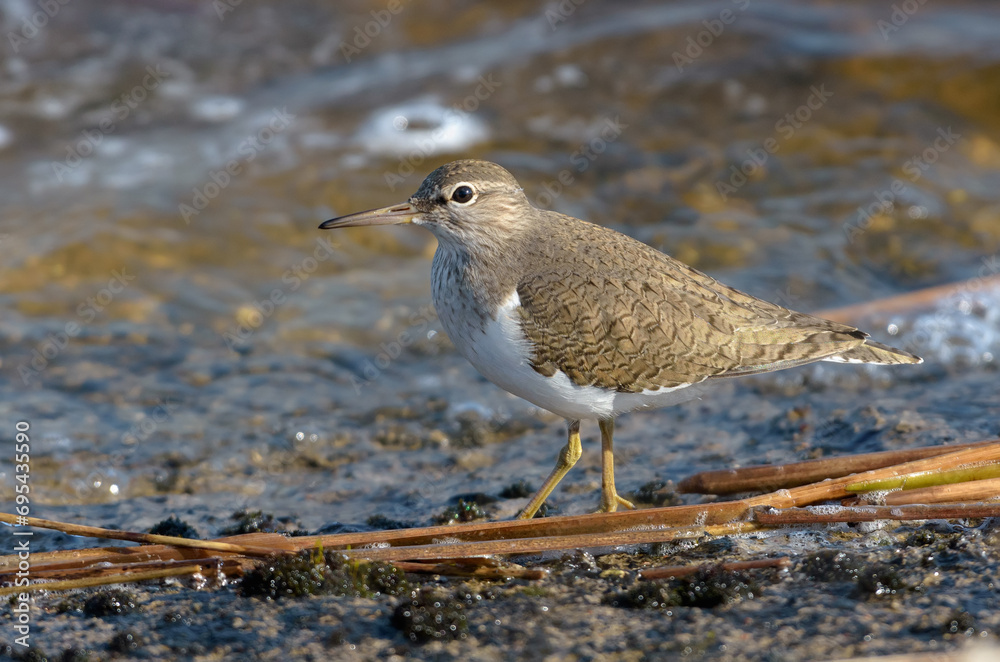 Common sandpiper (Actitis hypoleucos) walks on water edge near a shore in windy day Common sandpiper (Actitis hypoleucos) walks on water edge near a shore in windy day