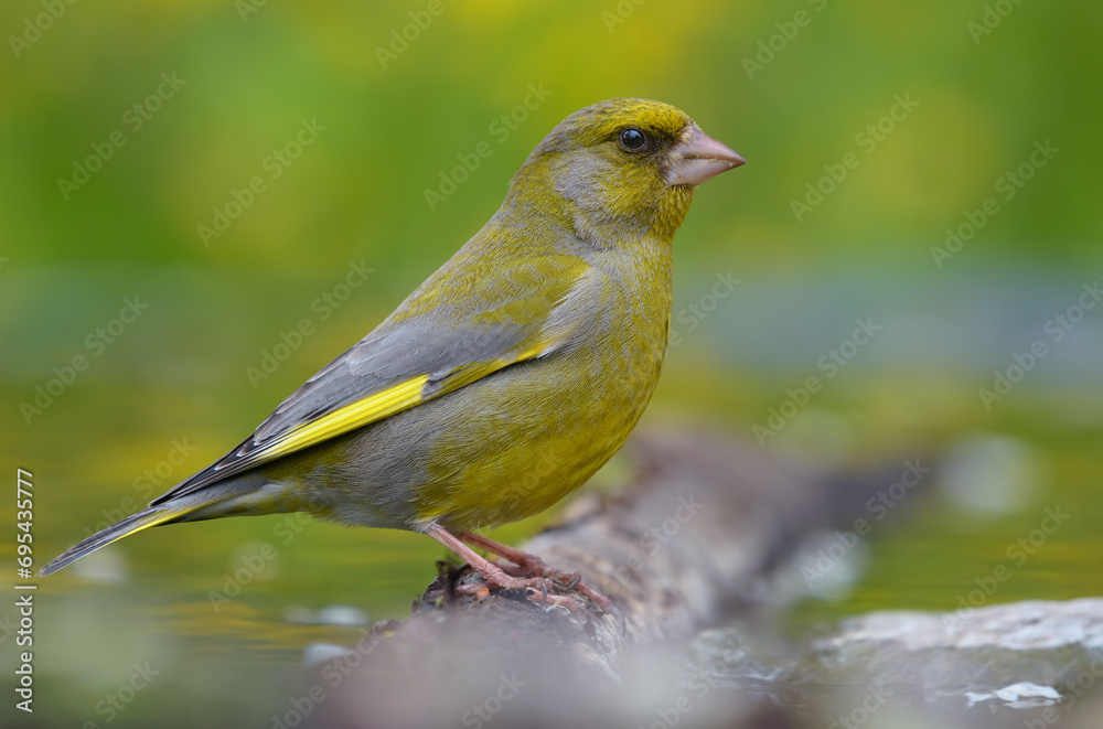 Male European Greenfinch (Chloris chloris) sitting on wet old looking branch with nice green background Male European Greenfinch (Chloris chloris) sitting on wet old looking branch with nice green background